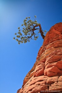 tree, crooked, beauty, checkerboard mesa, zion